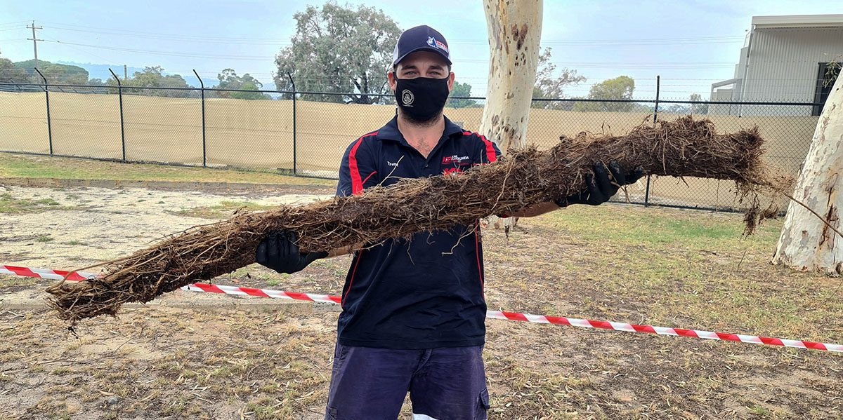 Roots in drains